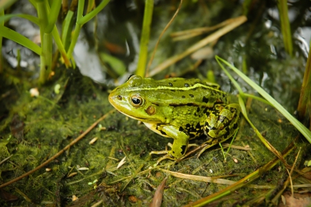 Green water frogの写真素材