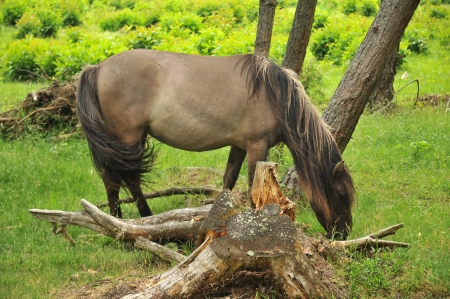Wild horse eating grassの写真素材