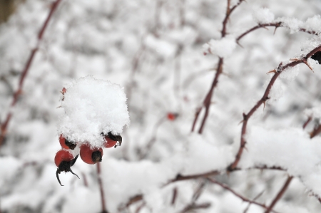 rose hip in wintertime の写真素材