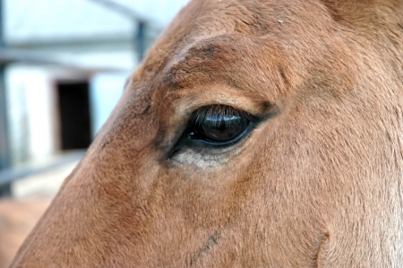 Horse eyeの写真素材