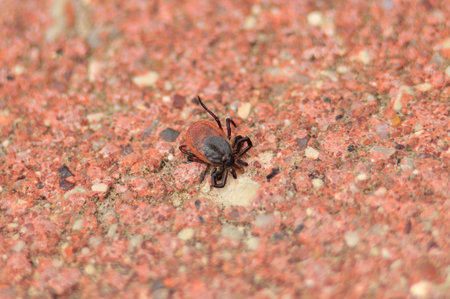 mite