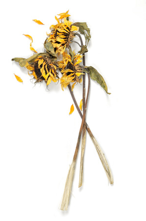 Three wilted sunflowersの写真素材