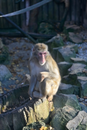 monkey portrait in zooの写真素材