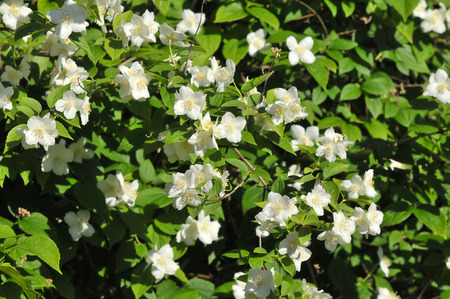 Jasmin の写真素材