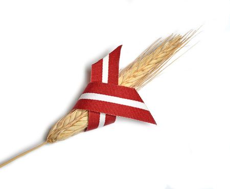 Latvia flag ribbon and wheatの写真素材