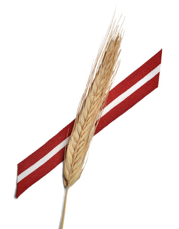 Latvia flag ribbon and wheatの写真素材