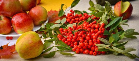 Apple and rowan on the tableの写真素材