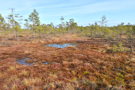 Cenas bog in Latvia. Special Area of Conservation