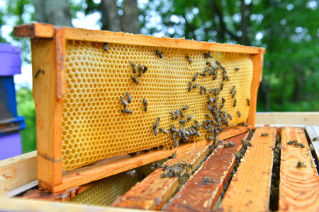 Bee master