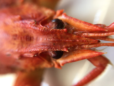 Macro photo face cancerの写真素材