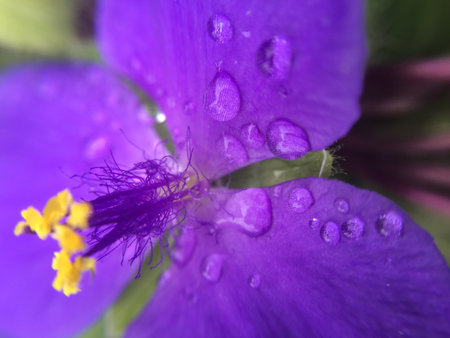 Macro photo of flower with pollenの写真素材