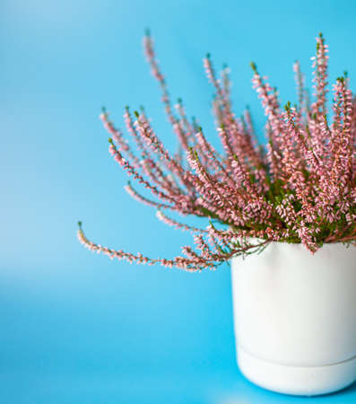 Calluna in a white pot on a blue backgroundの写真素材