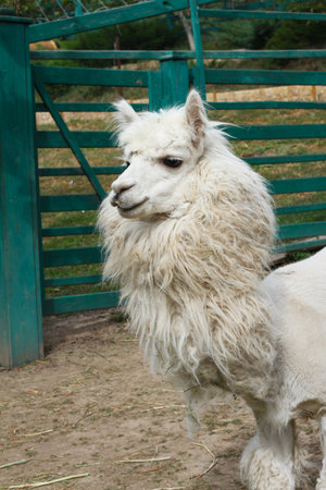Alpaca in the zoo. A shorn alpaca in the zooの写真素材