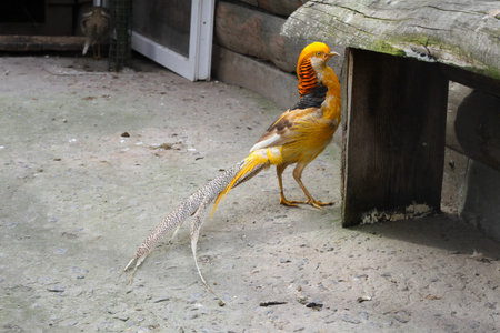 Golden Pheasant bird in the zoo