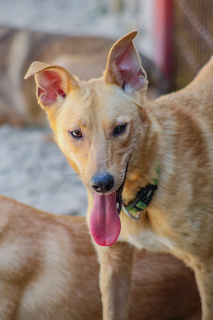 dog with a protruding tongue is resting