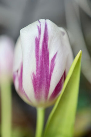 Rare white-purple tulip in bloom. High quality photoの写真素材