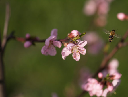 Bee in work
