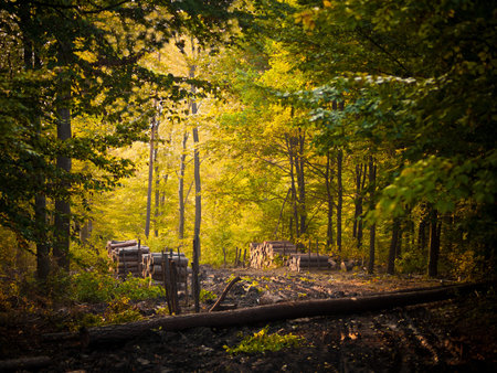 Road in forest in autumn