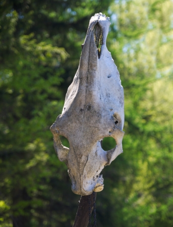 The animal  skull - warning signの写真素材