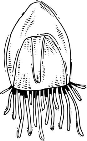 vector jellyfish hand drawing. Hand drawn jellyfish drawings.のイラスト素材