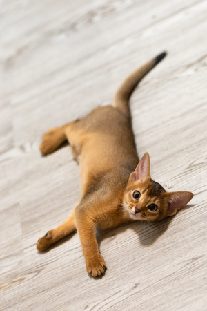Abyssinian kitten. Ancient cat breed. Favorites of Egyptian pharaohs. In honor of the country of Abyssinia (Ethiopia).の写真素材