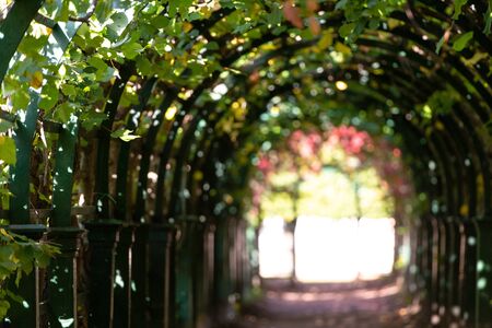 Beautiful berso. Tunnel of plants in Peterhof Park. Arches and pergolas in the garden. The sun shines through the leaves.の写真素材