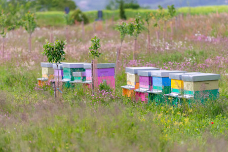 Apiary on a blooming field. Colorful beehives for bees.
