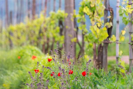 Poppy flowers. Red poppy among other wild flowers.の写真素材