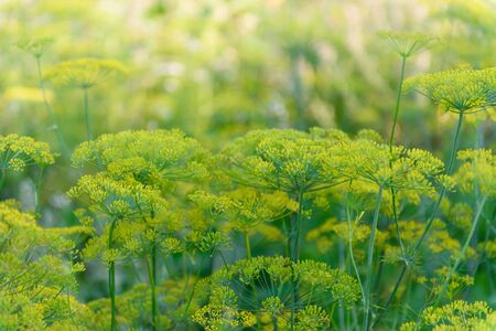 Mature dill. High dill with seeds in the garden.の写真素材