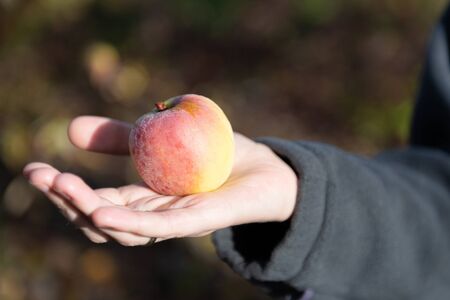 Dew on apple. Autumn morning in the garden. The apple on the palm of your hand.の写真素材