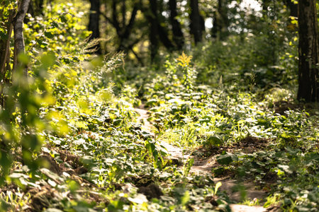 Path in the forest. A bright piece of a forest path. The most the usual wood.