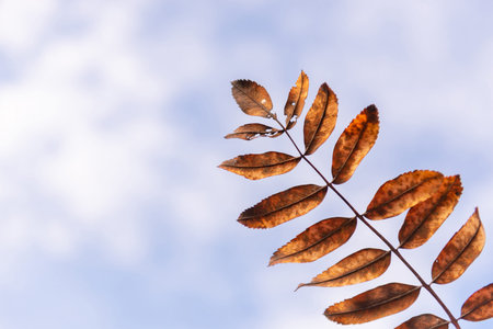 Rowan leaf. Autumn yellow leaf against the sky. Withering mountain ash leaf.