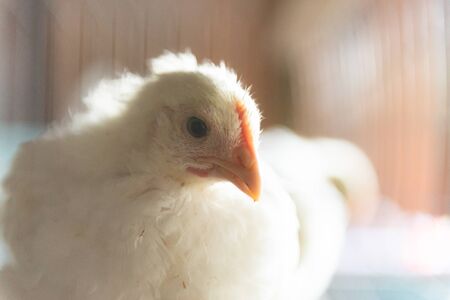 A chicken grows in a cage. Household, chicken. Close-up of poultry.の写真素材