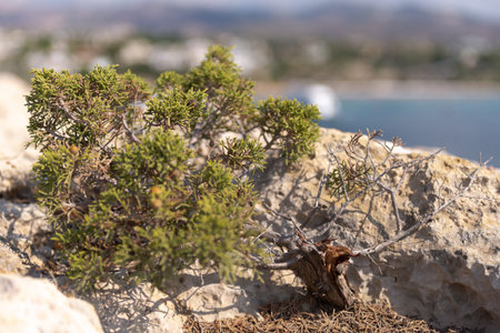 Natural bonsai on the rocks of Cyprus.