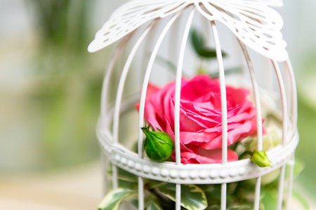 Pink rose in a cage.の写真素材