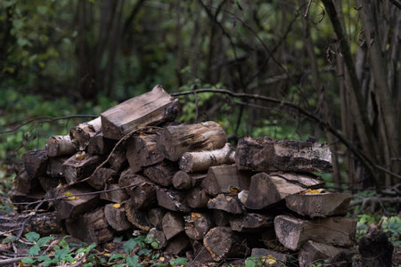 A pile of wood in the forest. Old blackened wood in the shade of the trees.の写真素材