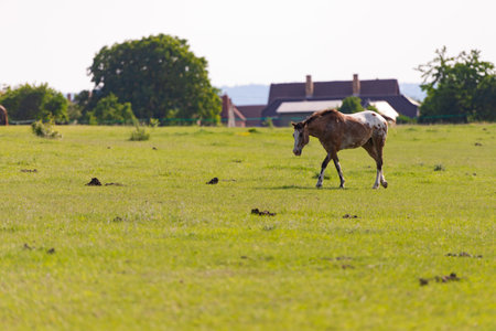 Horse grazing in the pasture. An orange-and-white horse runs across the lawn.の写真素材