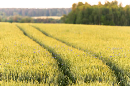 Ruts through a wheat field. Evening blue cornflowers in wheatの写真素材