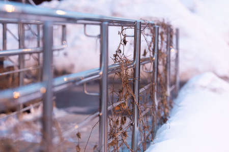 Stainless steel railing with wicker plants in winter. Ramp for descent close-up.の写真素材