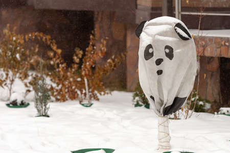 Cover for a plant in the form of a panda. The plant is covered for the winter periodの写真素材