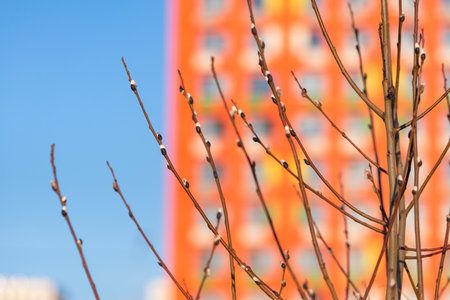 Budding buds on a tree. Spring in the city. The first buds on the background of a large blurred house.の写真素材