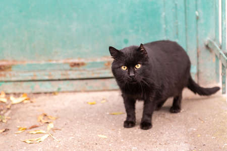 Street cat. A black cat with a skinned ear. The cat looks at the photographer warily.の写真素材