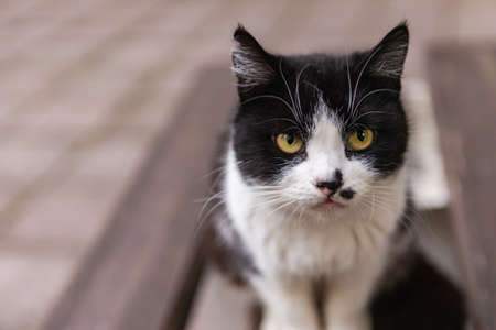 Street cat. A white and black cat with a black mustache. A cat named Hitler.の写真素材