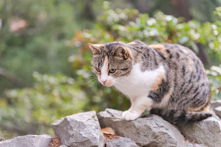 Street cat. A cat with a white breast sits on the rocks.の写真素材
