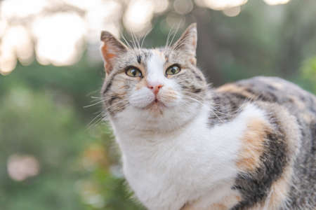 Street cat. A cat with a white breast sits on the rocks. Multicolored cat high on drugsの写真素材