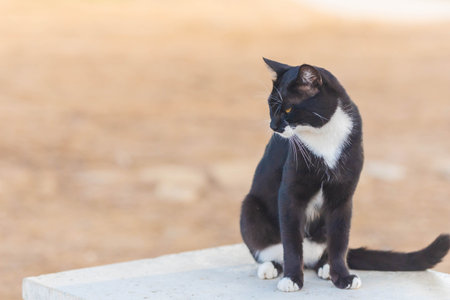 The cat sits on a rock and looks sideways. This cat has an unflattering squint.の写真素材