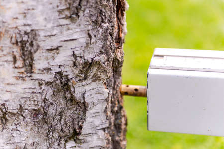 Checking wood for rotten areas. A special device for analyzing the tree for its health. The device was leaned against a tree to check the quality.の写真素材