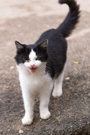 A cat without one eye.