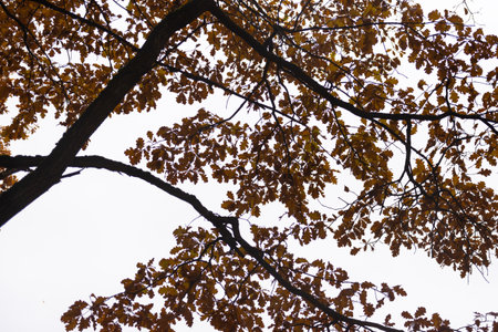 Oak in the autumn forest. Oak branches with yellow leaves against the sky.の写真素材