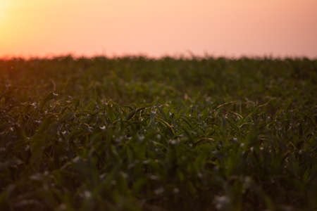 Young corn in the dawn sun. A whole field of corn sprouts twenty cm high. Spring shoots in the fields taken from a low angle.の写真素材